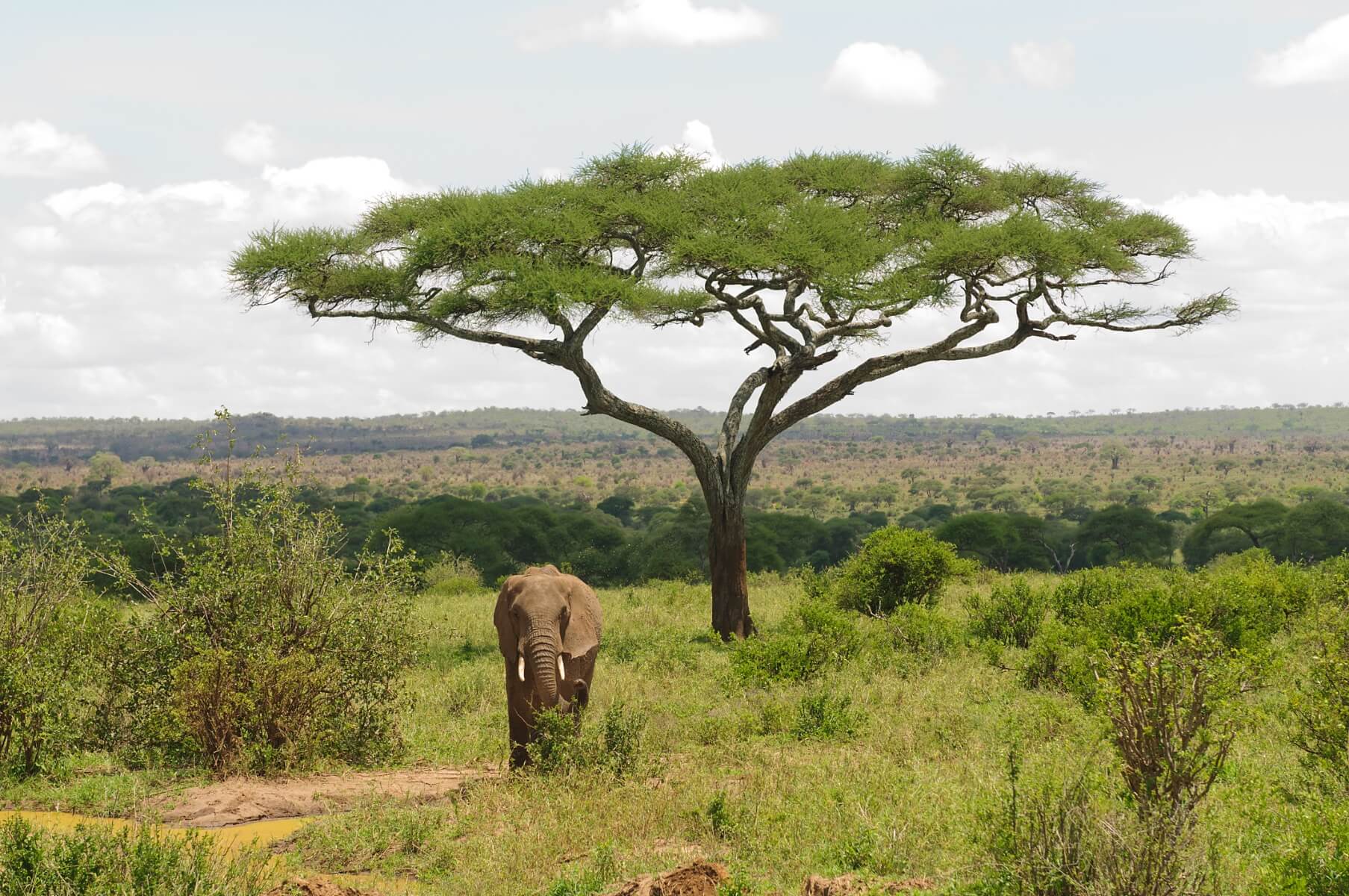 Enjoy Tarangire