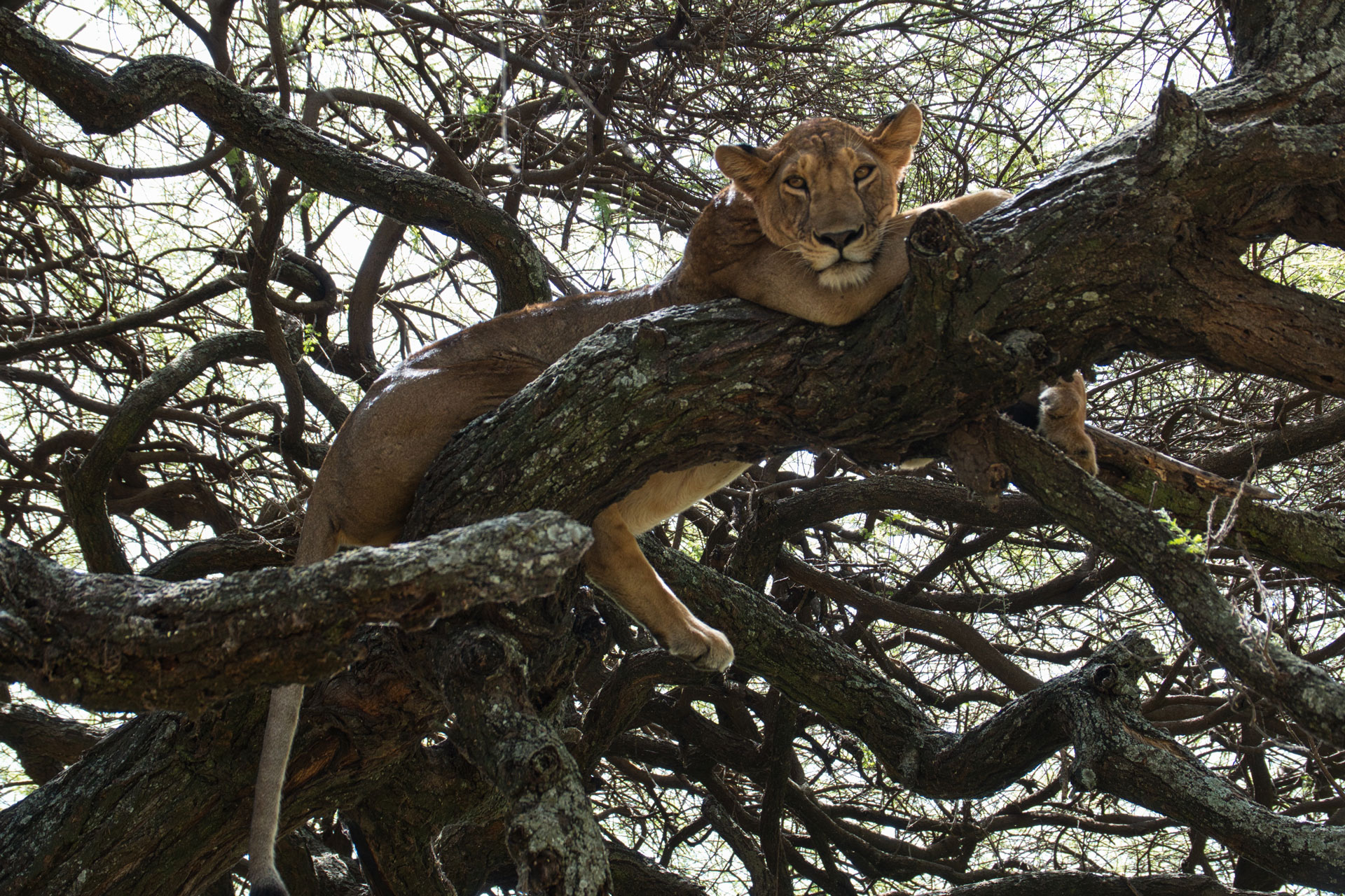 Tree-Climbing Lions in Lake Manyara National Park