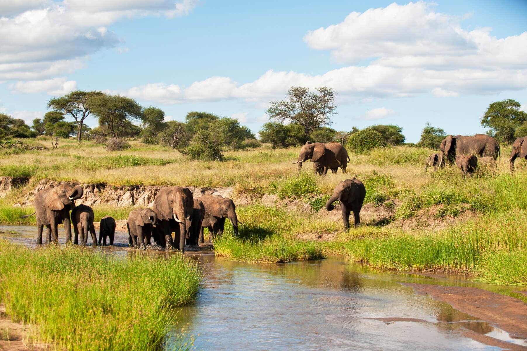Elephants in Tarangire