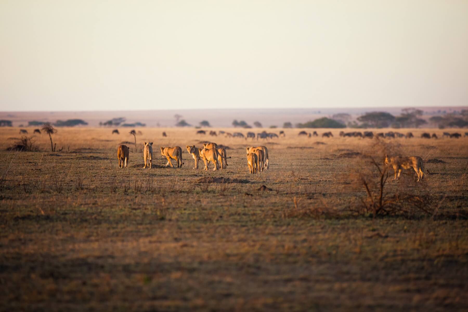 Full day Serengeti safari