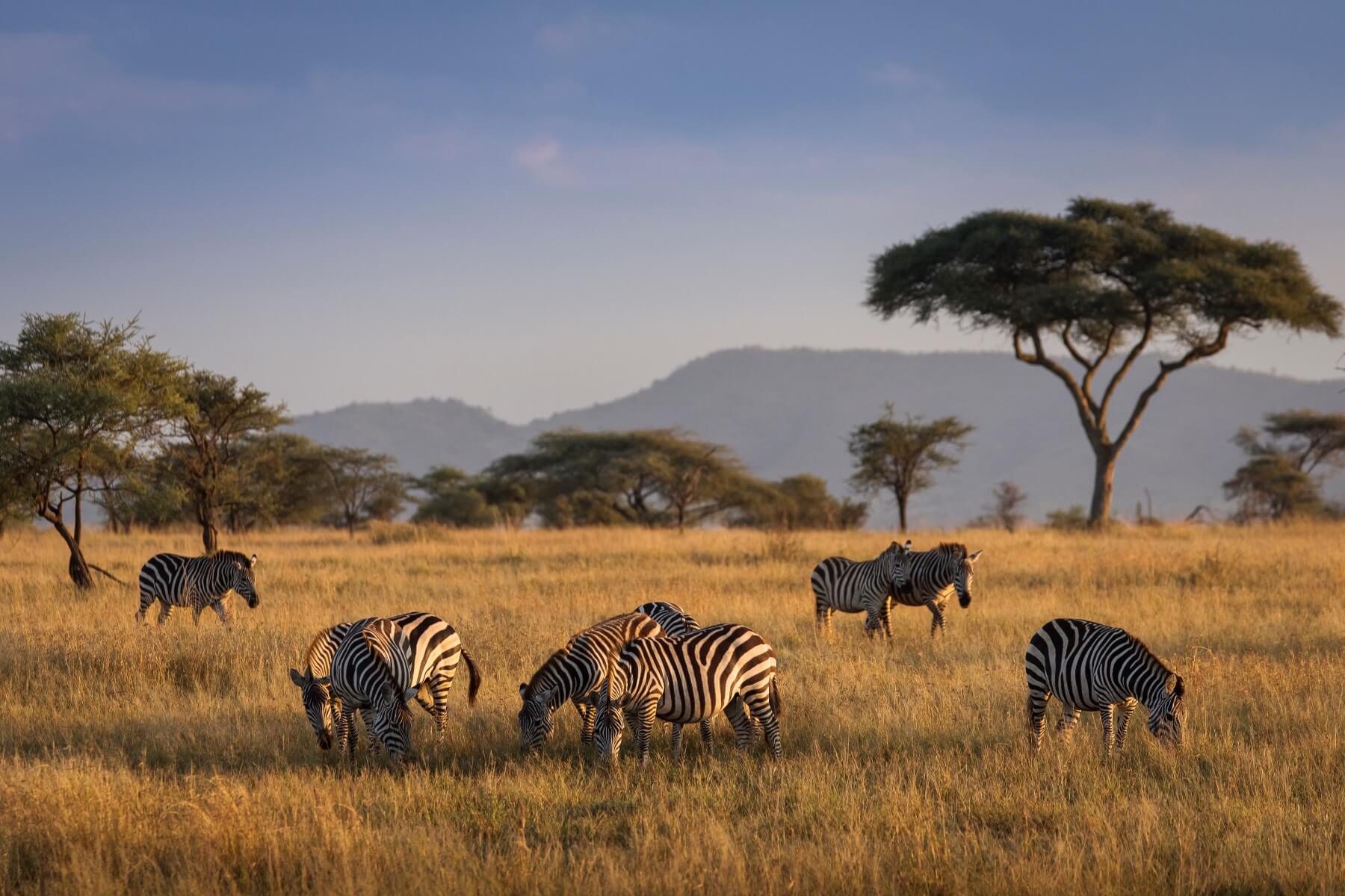 The Great Migration