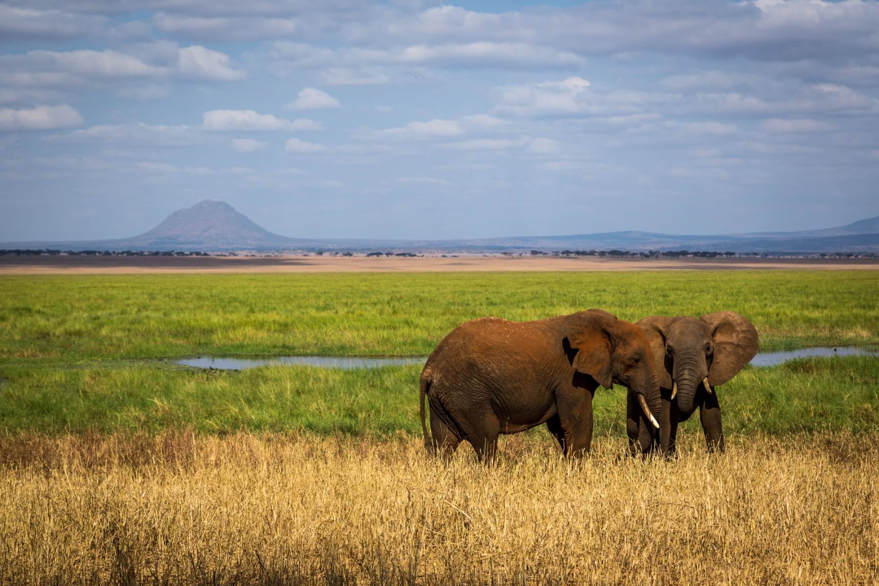 Safari in beautiful Tarangire