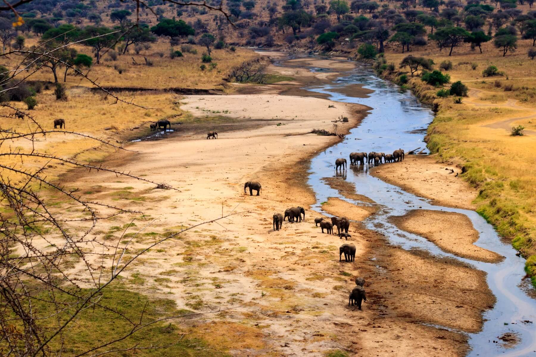 Safari Tarangire