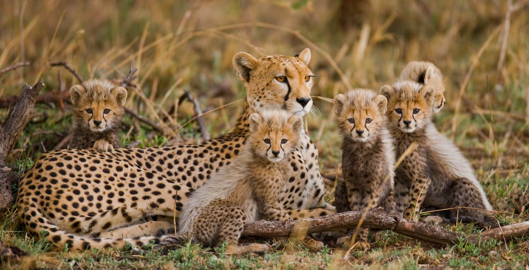 Serengeti experience