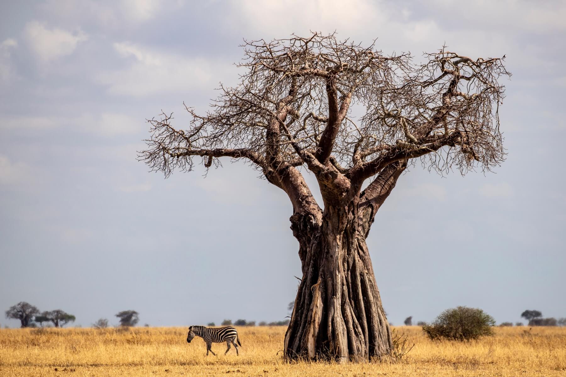 Welcome to Tarangire